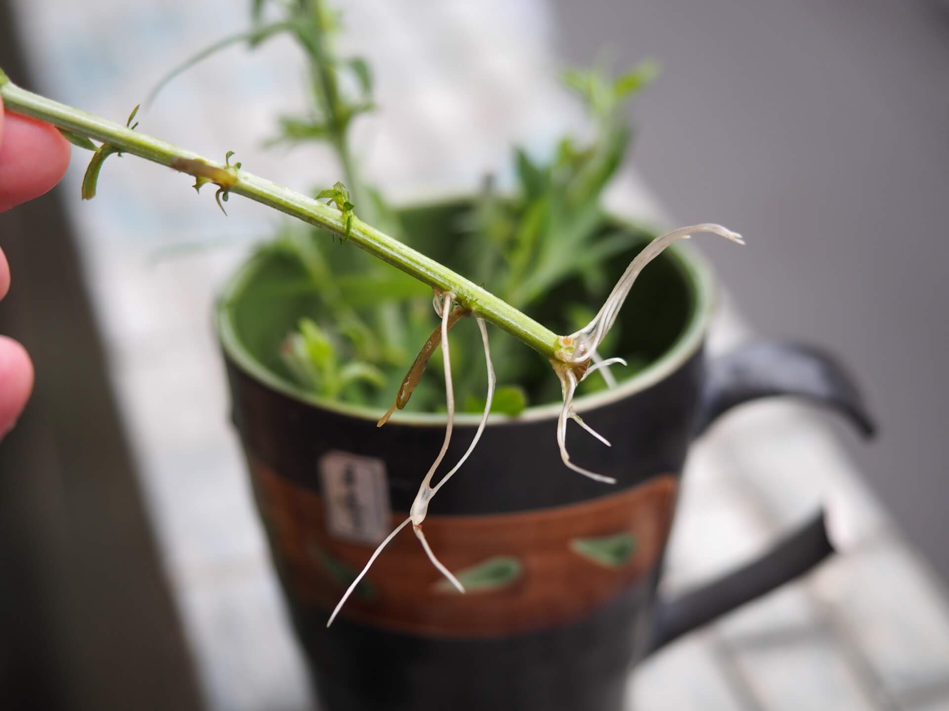 生根的艾草枝條