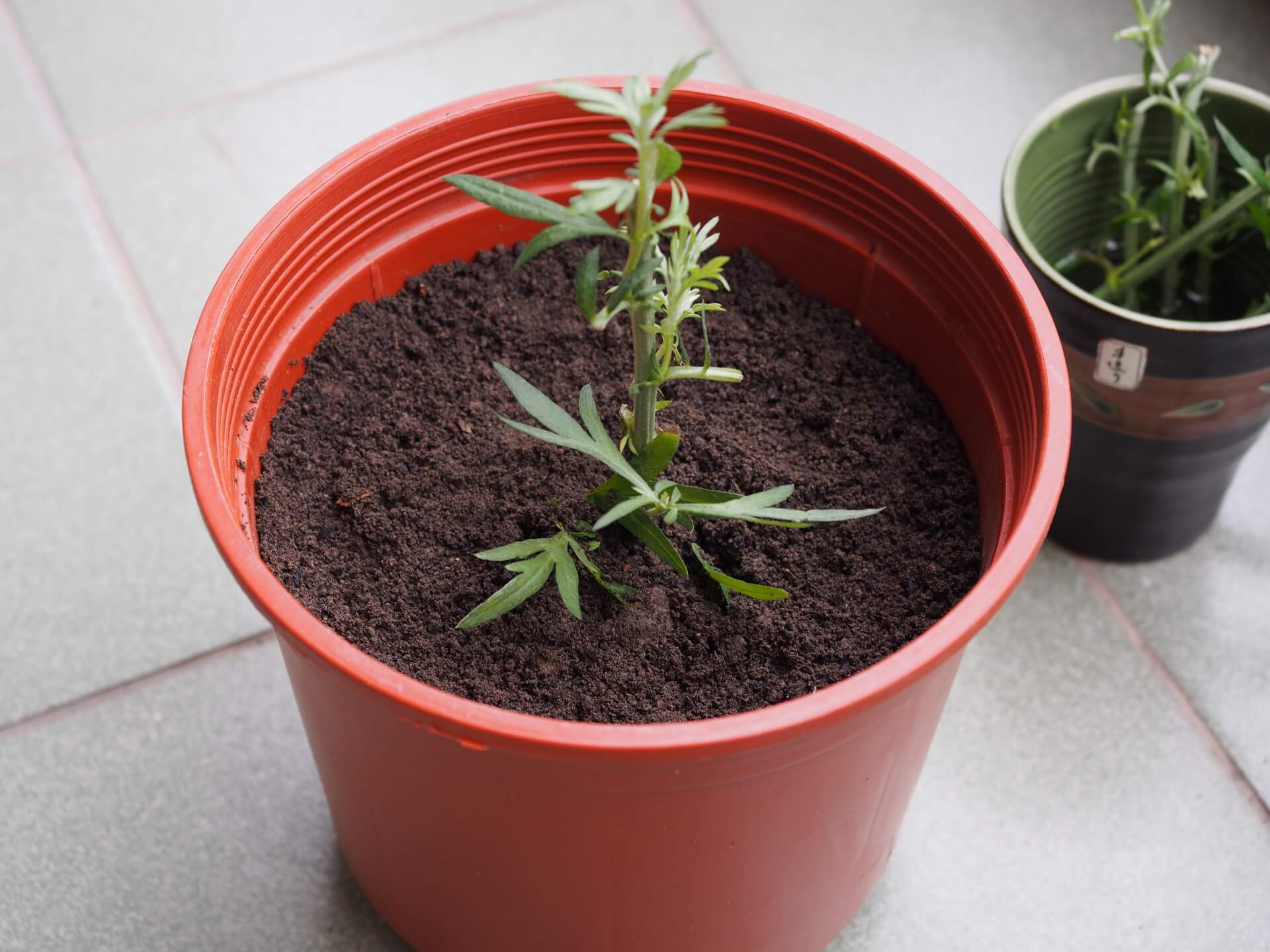 完成艾草扦插繁殖