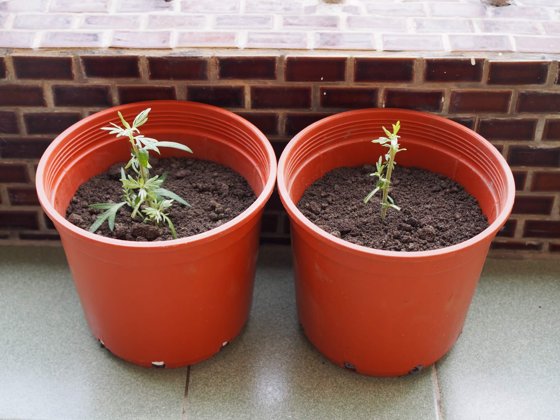 完成艾草扦插繁殖