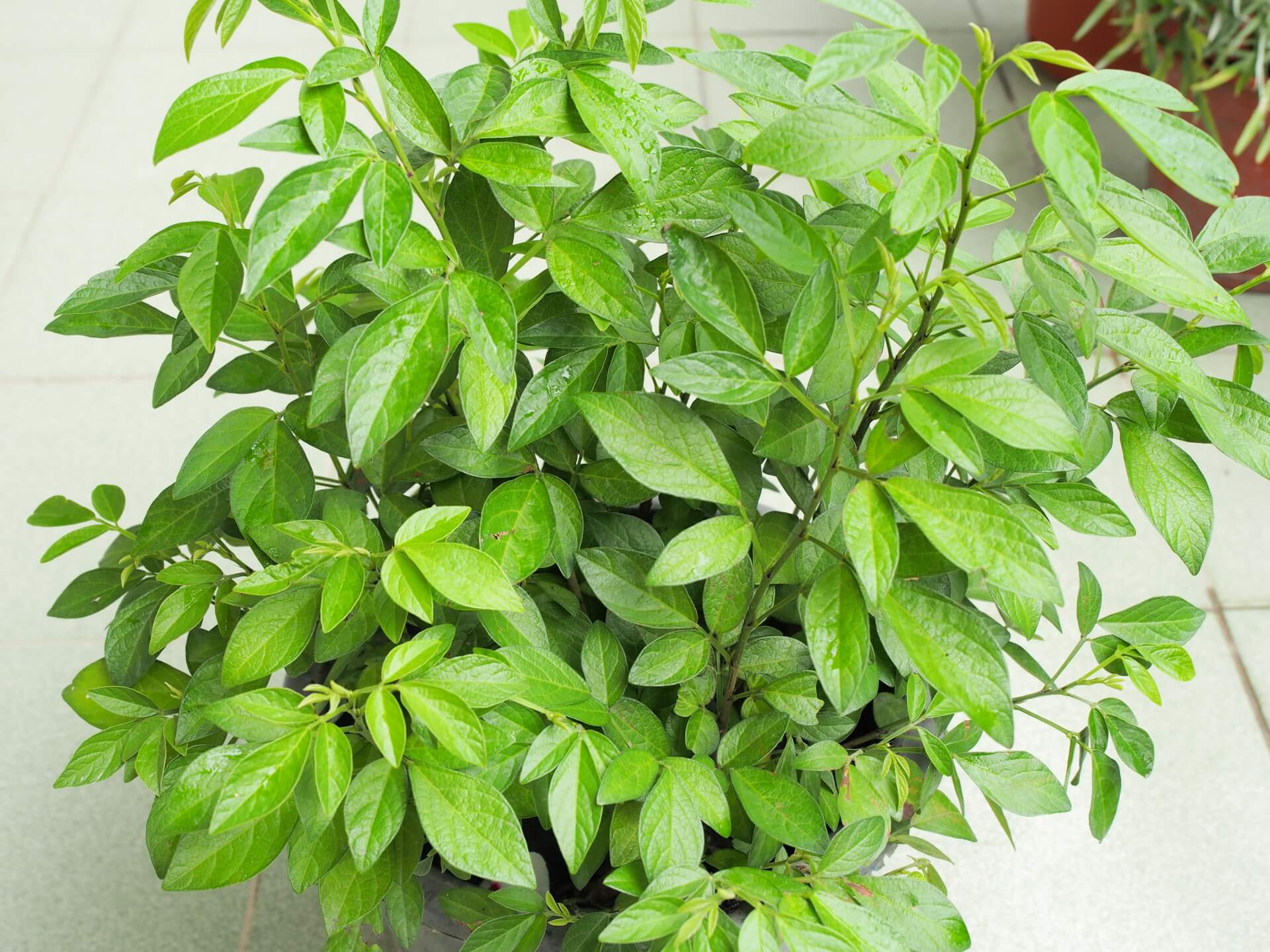 銳葉小槐花（抹草、茉草）